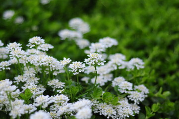 A field of white alyssum flowers in full bloom