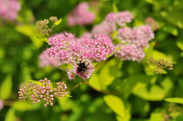 A bumblebee collects pollen from a delicate cluster of light pink spirea flowers