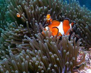 Three False clown anemonefish in anemone Boracay Island Philippines
