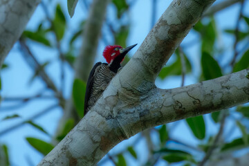 Crimson-crested woodpecker, Large red-headed woodpecker, widespread from Panama to Paraguay. Found in lowland forest and edges, often perched conspicuously high up on a snag or large tree. Peru