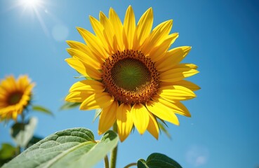 Close up view of bright yellow sunflower against a blue sky. Sunshine illuminates flower petals creating a beautiful aesthetic. Another flower is visible in the background