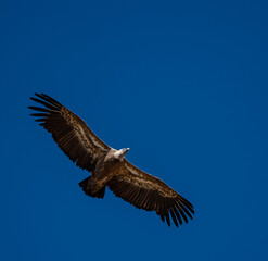 Vulture flying on a blue sky background