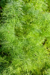 Close-up of fresh green dill with delicate water droplets, highlighting its aromatic leaves and texture.