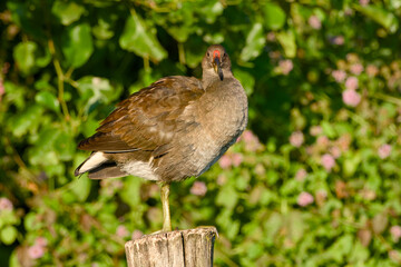 Young common moorhen standing on a wooden post