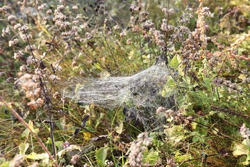 Empty cobweb on plant in meadow, closeup