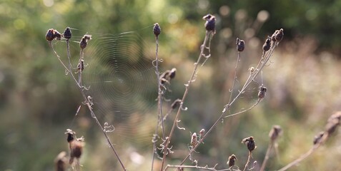 Empty cobweb on plant in meadow, closeup