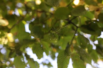 Empty cobweb on tree outdoors, closeup view