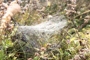 Empty cobweb on plant in meadow, closeup