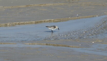 Beautiful Seabirds of Amrum – Germany