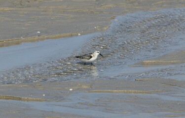 Beautiful Seabirds of Amrum – Germany