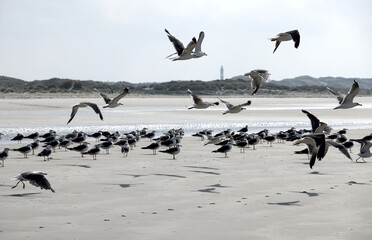 Beautiful Seabirds of Amrum – Germany