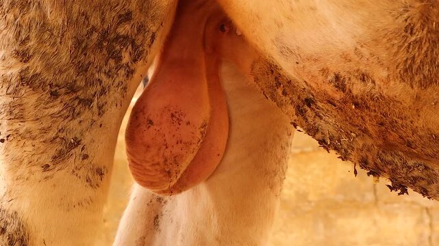 Mammalian testicle where the scrotum hangs lower in hot weather, a natural thermoregulation process that protects sperm production. Example bull. For veterinary, medical.