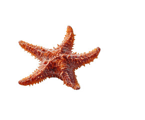 A vibrant orange starfish isolated on a clean transparent background, showcasing its intricate texture and five arms