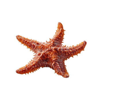 A vibrant orange starfish isolated on a clean transparent background, showcasing its intricate texture and five arms