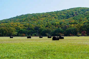 cows in the field
