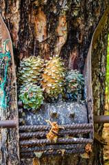 autumn in the forest