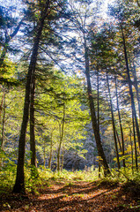 sun rays in the forest