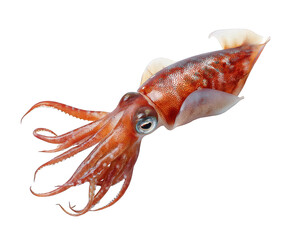 A raw squid with tentacles and fins, isolated on transparent background