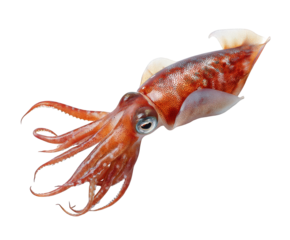 A raw squid with tentacles and fins, isolated on transparent background