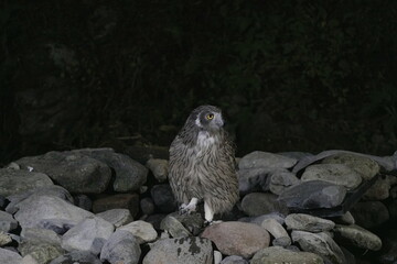 岩の上で休むシマフクロウ