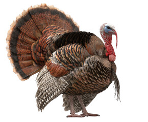 A male wild turkey with its tail feathers fanned out, isolated on transparent background