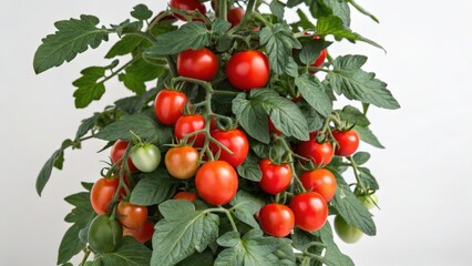Vibrant cluster of ripe and unripe cherry tomatoes on a green plant