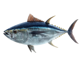 A detailed illustration of a yellowfin tuna fish isolated on transparent background, showcasing its sleek body and fins