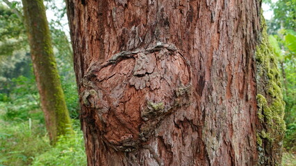 Rustic Tree Burl Structure
