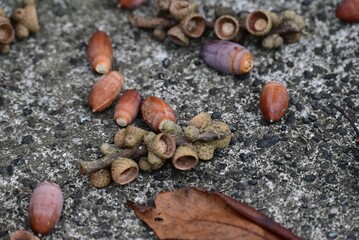Acorns are a symbol of autumn. They are nuts from the Fagaceae tree, covered with a cupule, and are an important food source for forest animals such as deer, wild boars, and squirrels.