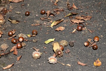 Acorns are a symbol of autumn. They are nuts from the Fagaceae tree, covered with a cupule, and are an important food source for forest animals such as deer, wild boars, and squirrels.