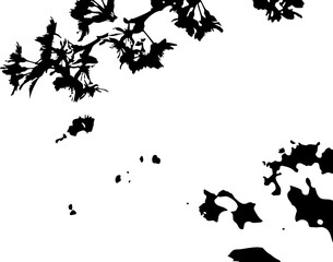 Delicate black floral silhouette with gentle branches, evoking springtime freshness and natural beauty, perfect for elegant designs and creative projects