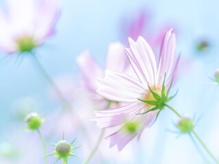 秋の公園や花壇を彩るコスモスのある風景。眩しい日差しでボケた景色。ぼんやりした花畑のイメージ。日差しに透き通った花びらと青空の爽やかなコンビネーション。横構図。