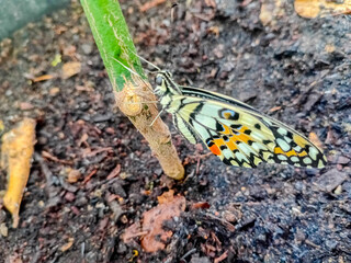 Papilio Demoleus or lime butterfly, which perched on plant stems.