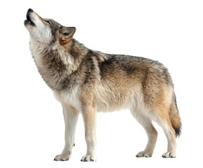 Wolf howling at the sky isolated on transparent background
