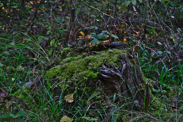 Mossy Stump in Forest close up