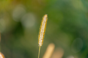 Selective focus of fluffy flowers with warm sunlight, Setaria pumila is a species of grass known by many common names including yellow foxtail, bristle-grass, pigeon and cattail, Natural background.