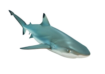 Isolated blue shark swims underwater marine animal predator, wildlife sea danger