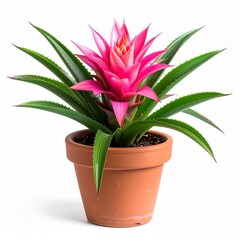 Obraz premium Vibrant Pink Bromeliad Blossom in Terracotta Pot on White Background