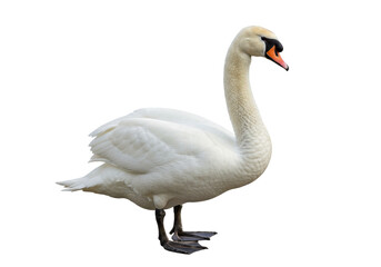 Isolated mute swan stands gracefully, showing elegant feathers, neck, and orange beak with black knob