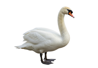 Isolated mute swan stands gracefully, showing elegant feathers, neck, and orange beak with black knob