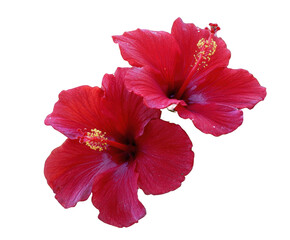 Two vibrant red hibiscus flowers isolated on transparent background