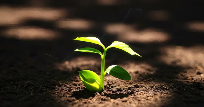 Young plant emerging from soil with stock market graph overlay in sunlight