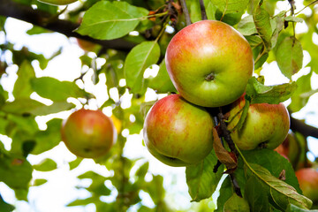melrose apple hanging on the branch with leaves. sweet ripe organic fruit on the tree. rural autumn harvest on green background of blurred foliage in the orchard
