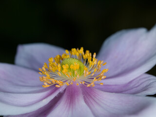Extreme close up of the stamens and petals of a single pale pink Dahlia flower