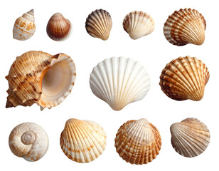 Collection of Realistic Seashells in Assorted Shapes and Colors, Isolated PNG