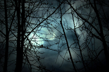 Night mysterious sky and forest trees on the background of the moon shining high in the sky, the moon in the night sky and dramatic night clouds. Night sky gothic background, Halloween landscape