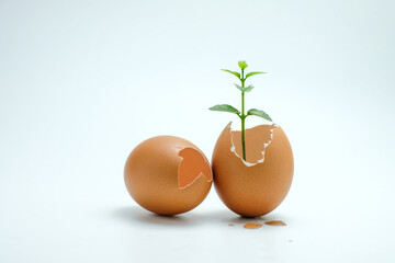 A green plant growing from a broken egg shell with another whole egg beside it, symbolizing growth, life, and sustainability on a white background