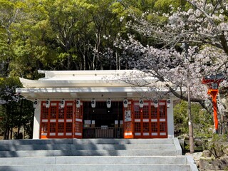 Kirschblüten in voller Blüte entlang der Straßen und Parks von Nagasaki. Im Sonnenlicht wirken die zarten Blüten besonders lebendig und prägen das frühlingshafte Stadtbild.