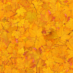 Autumn seamless background with vibrant yellow maple leaves. Seasonal texture of fallen foliage creating a natural carpet. Perfect for fall, nature, and seasonal design concepts