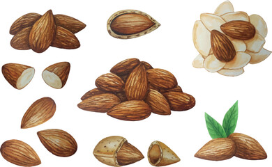 Vector almond nuts set. Watercolor illustration. For your design